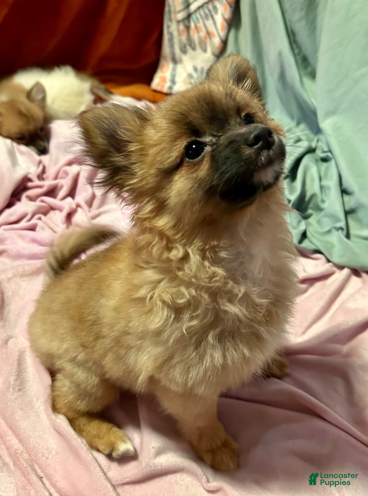 Mixed Breed dogs Rosebud - Ad 7