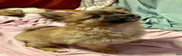 Mixed Breed dogs for sale: Rosebud - Ad 1