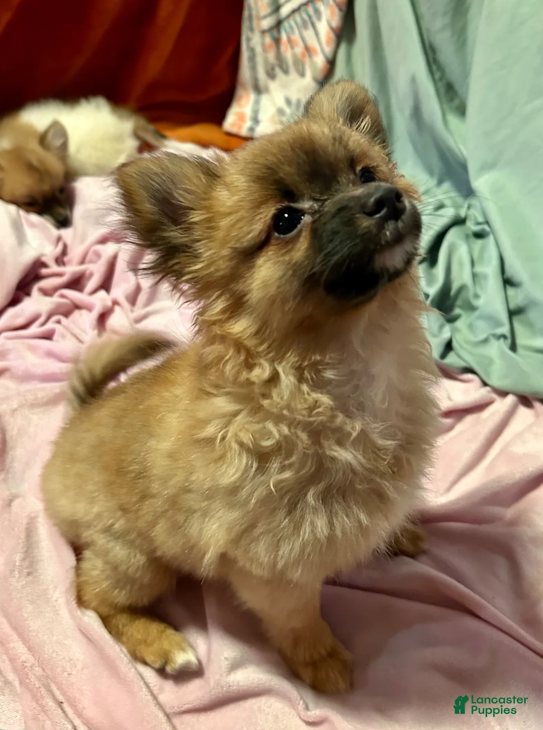 Mixed Breed dogs for sale: Rosebud - Ad 1