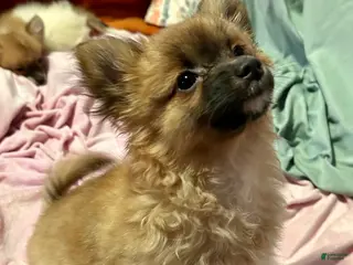 Mixed Breed dogs Rosebud - Ad 7