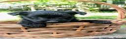Mixed Breed dogs for sale: Nova - Ad 3