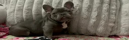 French Bulldog dogs for sale: Charlotte - Ad 21