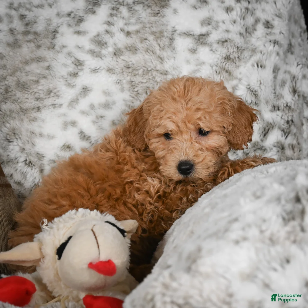 Cavapoo dogs for sale: Capper - Ad 1