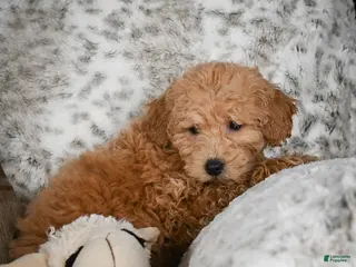 Cavapoo dogs Capper - Ad 10