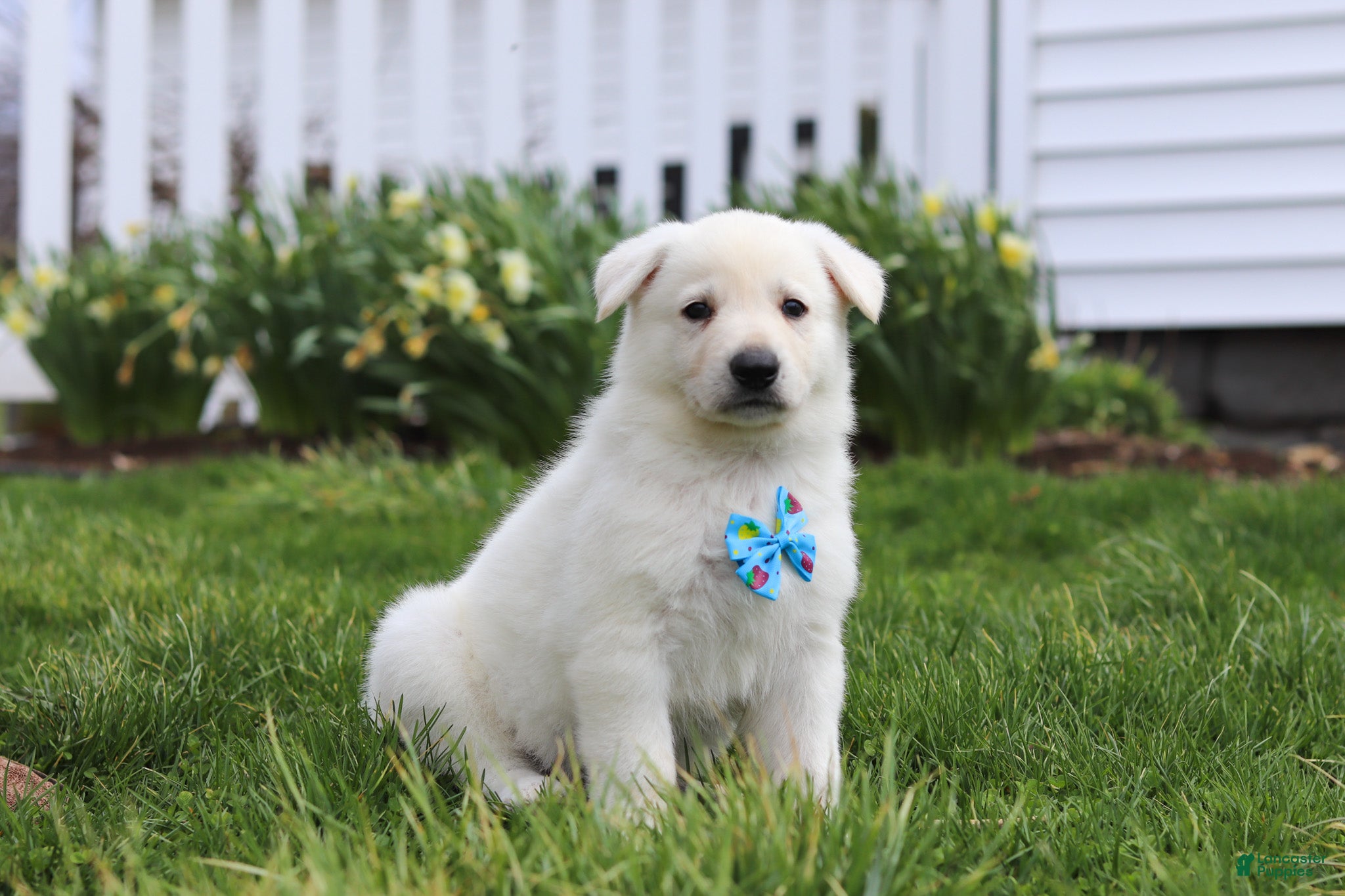 German Shepherd dogs Bodhi - Ad 2