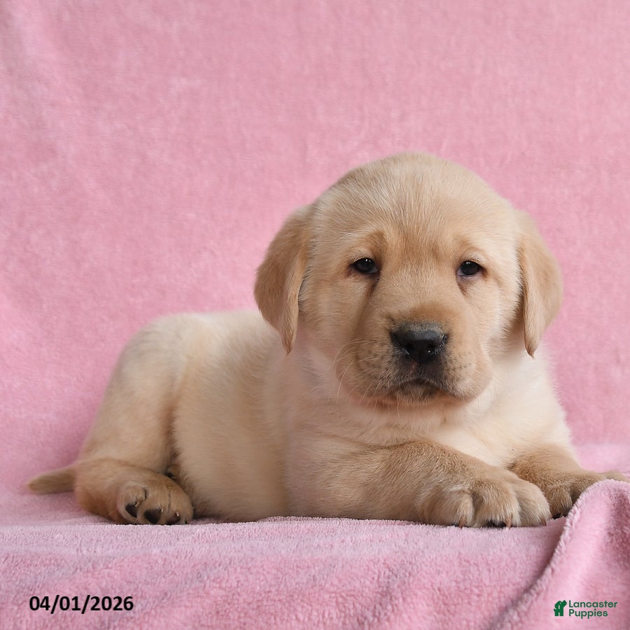 Labrador Retriever dogs Ivan - Ad 2