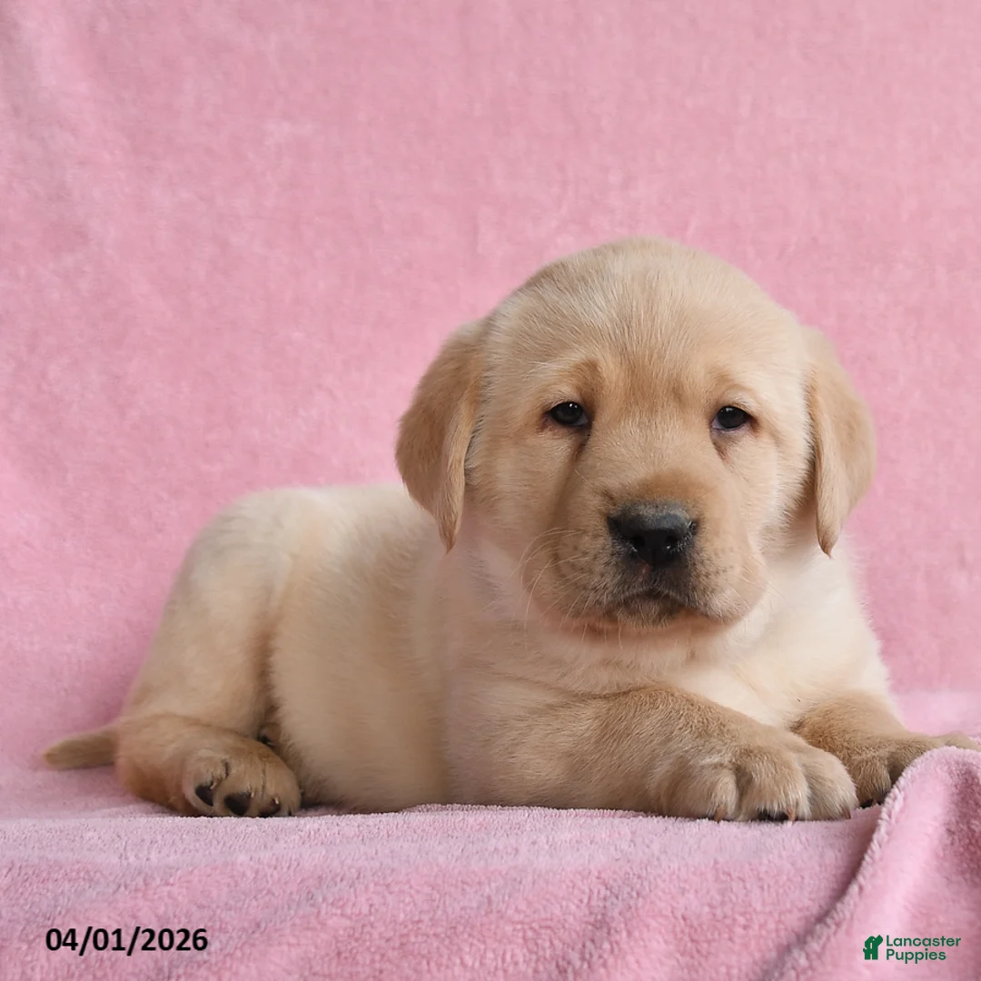 Labrador Retriever dogs for sale: Ivan - Ad 2