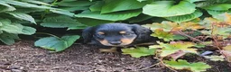 Miniature Dachshund dogs for sale: Vivian  - Ad 14