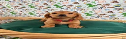 Miniature Dachshund dogs for sale: Jesse - Ad 2