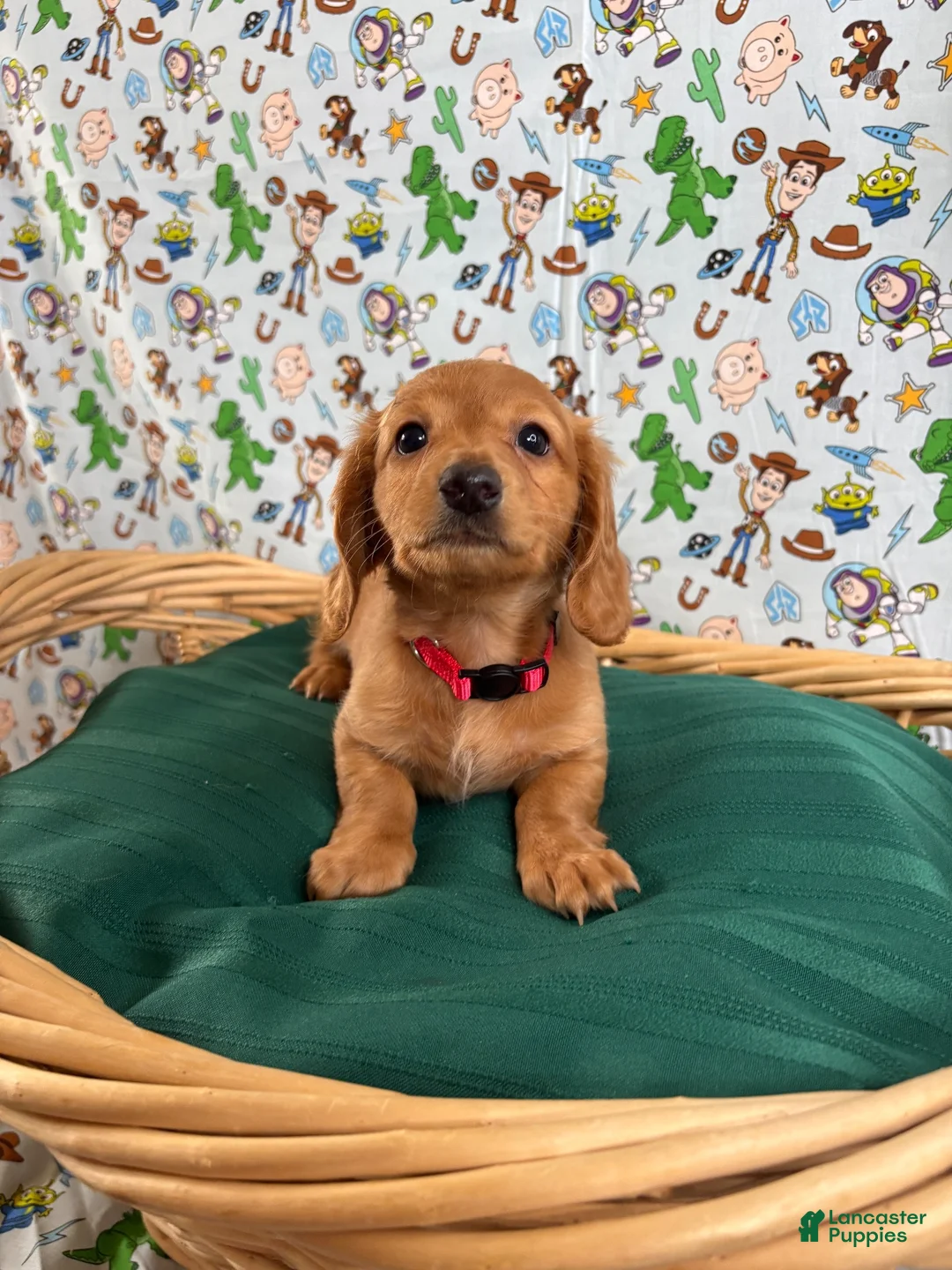 Miniature Dachshund dogs for sale: Jesse - Ad 2