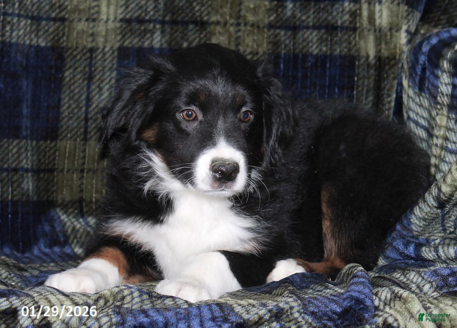 Miniature Australian Shepherd dogs Buster - Ad 37