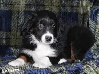 Miniature Australian Shepherd dogs Buster - Ad 37