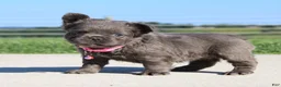 French Bulldog dogs for sale: Bella - Ad 3