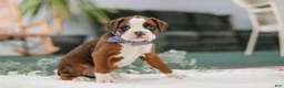 Boxer dogs for sale: Dozer - Ad 1