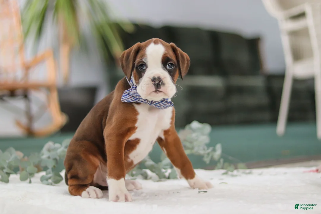 Boxer dogs for sale: Dozer - Ad 1