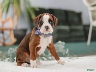 Boxer dogs Dozer - Ad 21