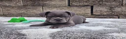 French Bulldog dogs for sale: Sophie  - Ad 4
