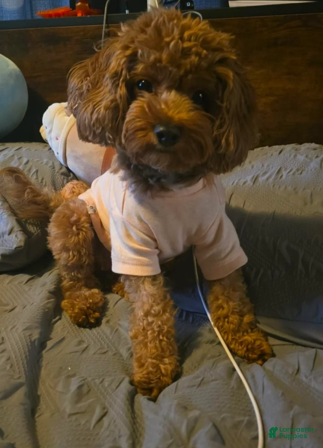 Cavapoo dogs for sale: Luna - Ad 2