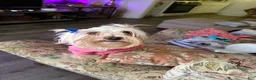 Mixed Breed dogs for sale: Princess  - Ad 3