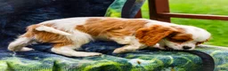 Mixed Breed dogs for sale: Janie - Ad 7