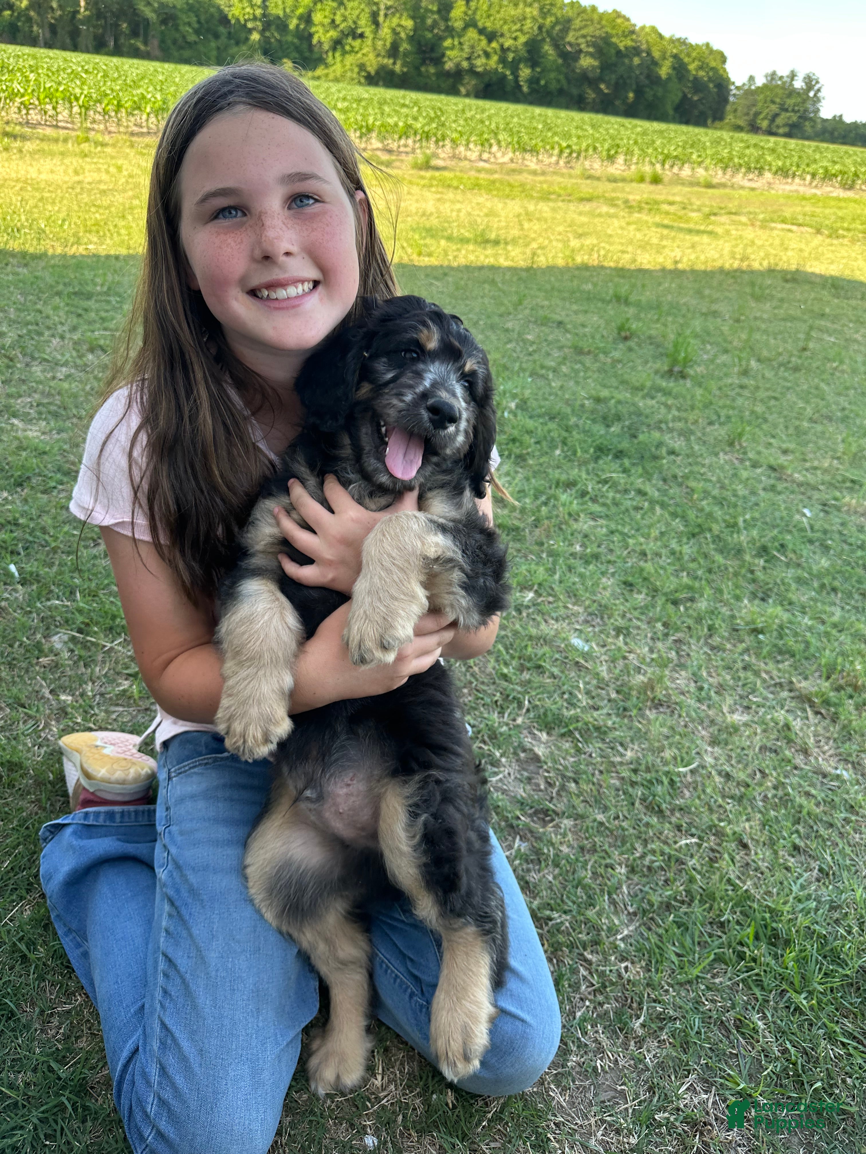 Aussiedoodle dogs Aussiedoodle Puppy 6 - Ad 33