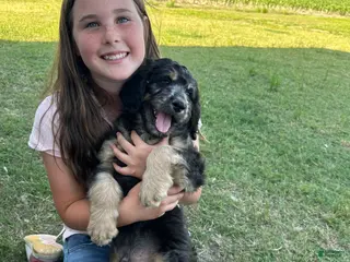 Aussiedoodle dogs Aussiedoodle Puppy 6 - Ad 33