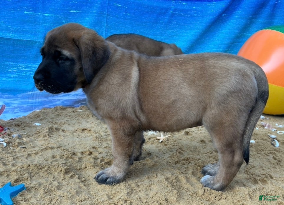 English Mastiff dogs Coral - Ad 21