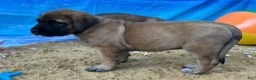 English Mastiff dogs for sale: Coral - Ad 1