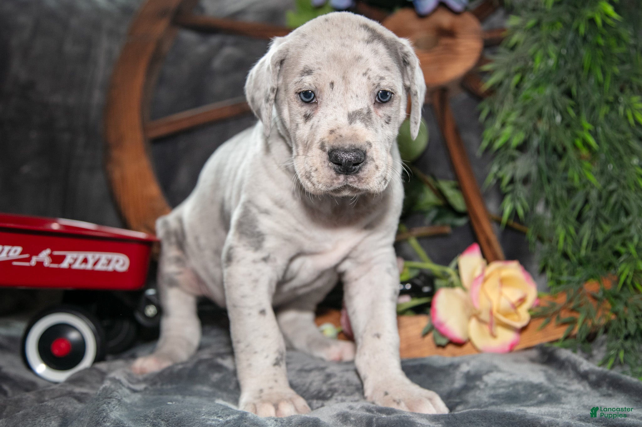 Great Dane dogs Sugar - Ad 1