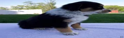 Australian Shepherd dogs for sale: Pepper - Ad 3