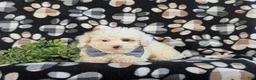 Bichpoo dogs for sale: Adken - Ad 5