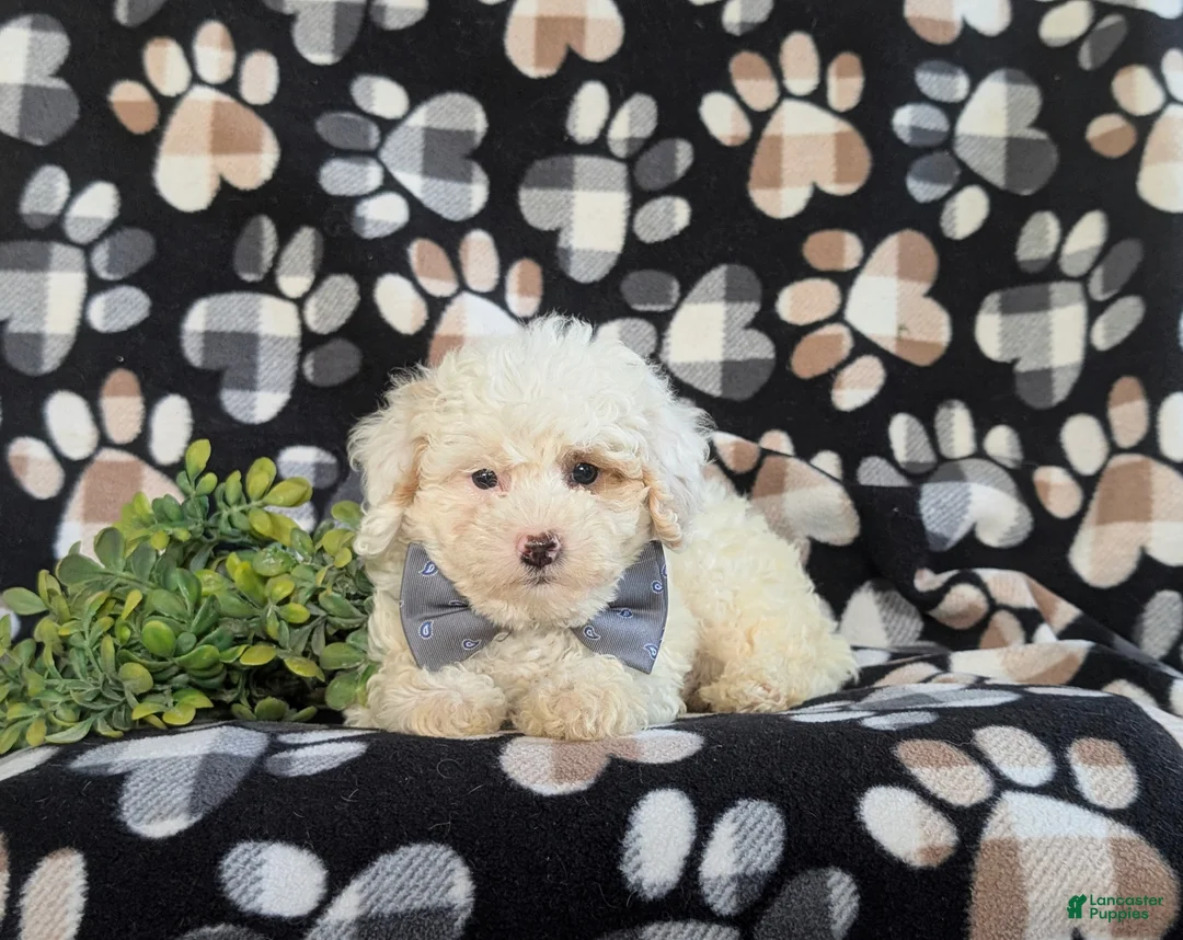 Bichpoo dogs for sale: Adken - Ad 5