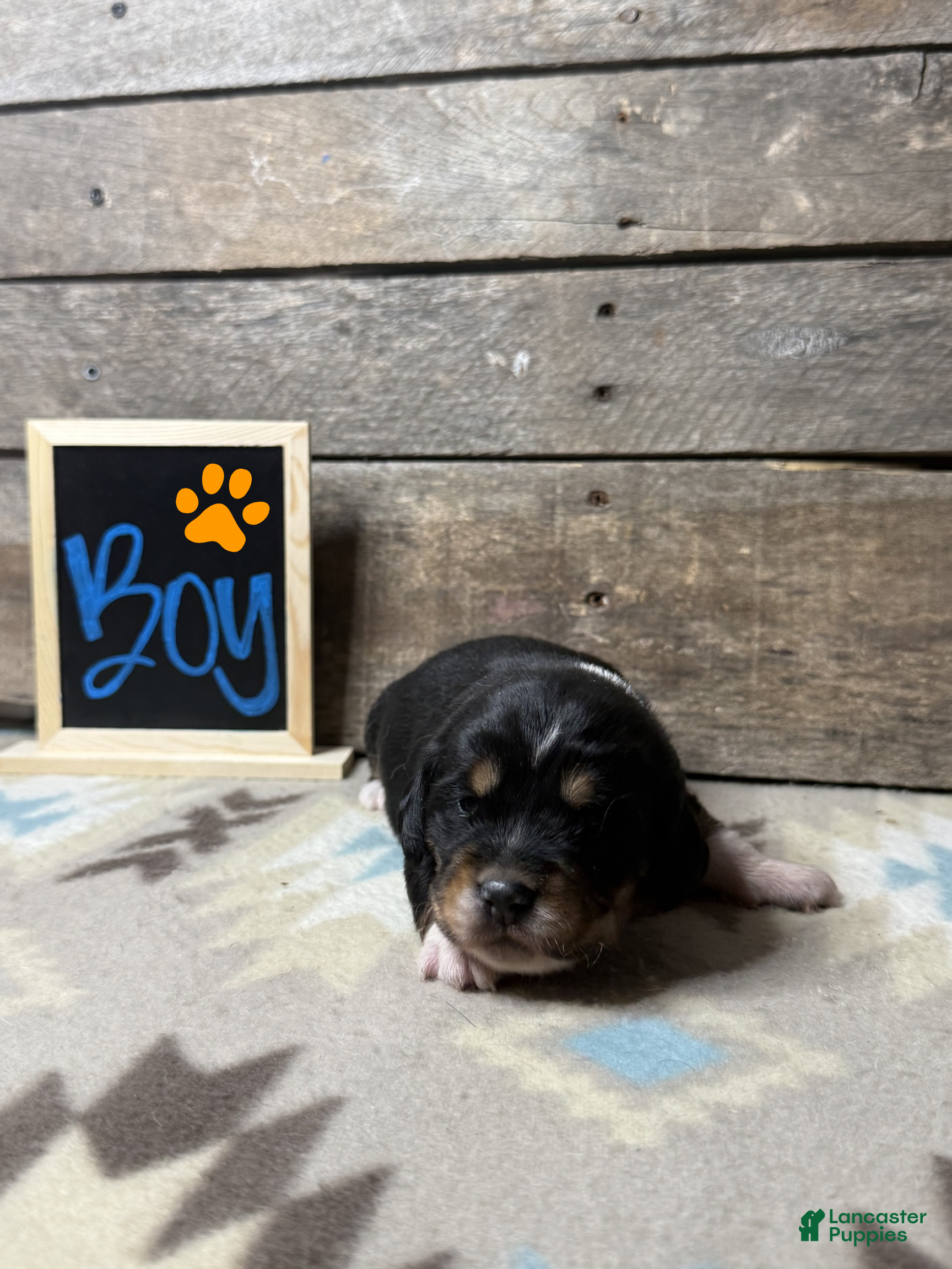 Mixed Breed dogs Mixed Breed Puppy 1 - Ad 10
