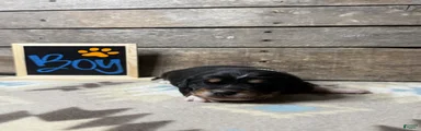 Mixed Breed Puppy 1
