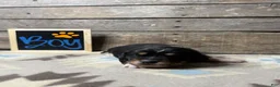 Mixed Breed dogs for sale: Mixed Breed Puppy 1 - Ad 1