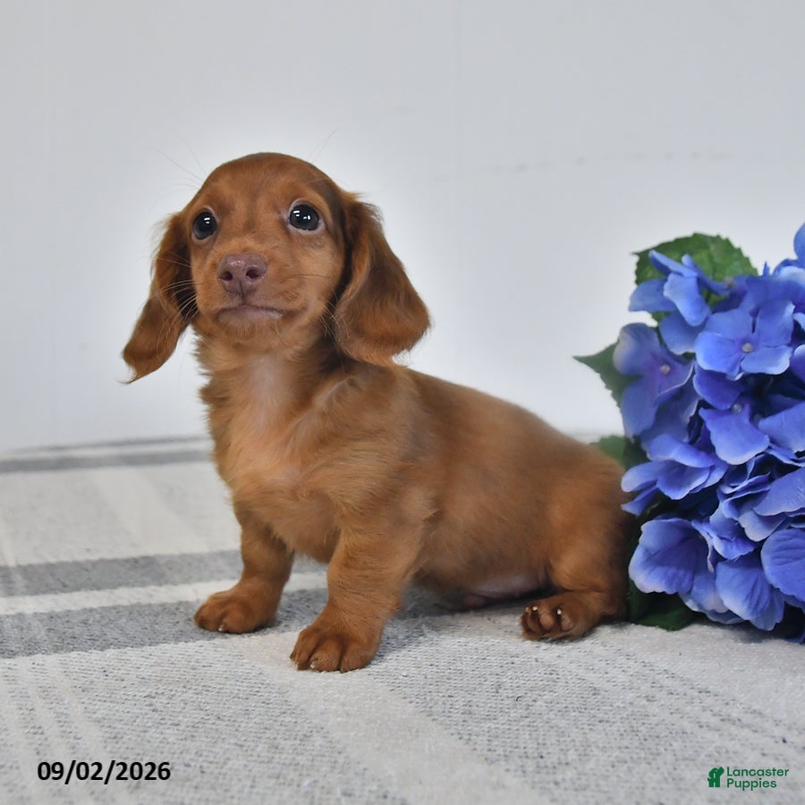 Miniature Dachshund dogs Tyson - Ad 2