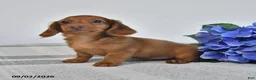 Miniature Dachshund dogs for sale: Tyson - Ad 2