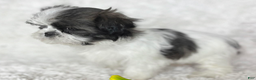 Shih Tzu dogs for sale: AKC Grace - Ad 3