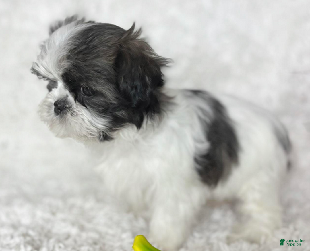 Shih Tzu dogs for sale: AKC Grace - Ad 3
