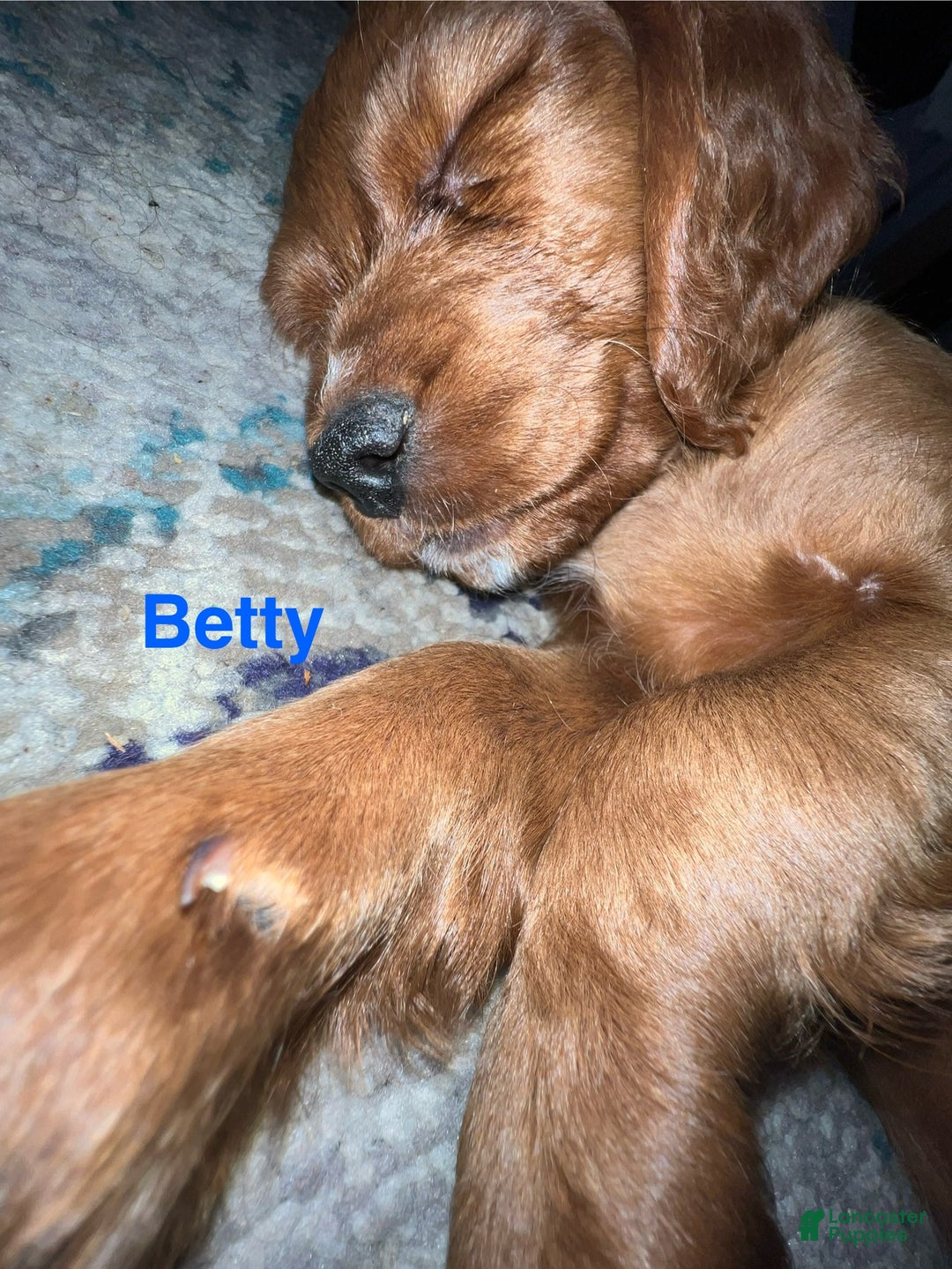 Cavapoo dogs for sale: Betty - Still available  - Ad 2