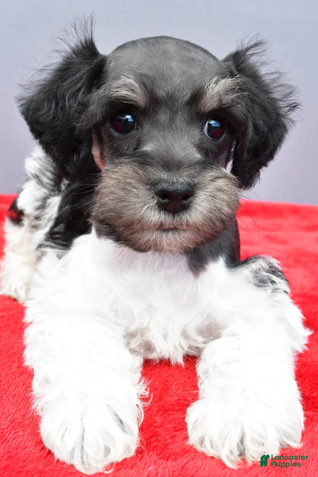 Schnoodle dogs for sale: Arlo - Ad 6