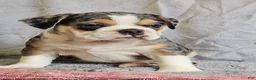 Mixed Breed dogs for sale: Exotic Merle Freelance Bulldog - Ad 6