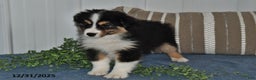 Miniature Australian Shepherd dogs for sale: Buttons - Ad 4