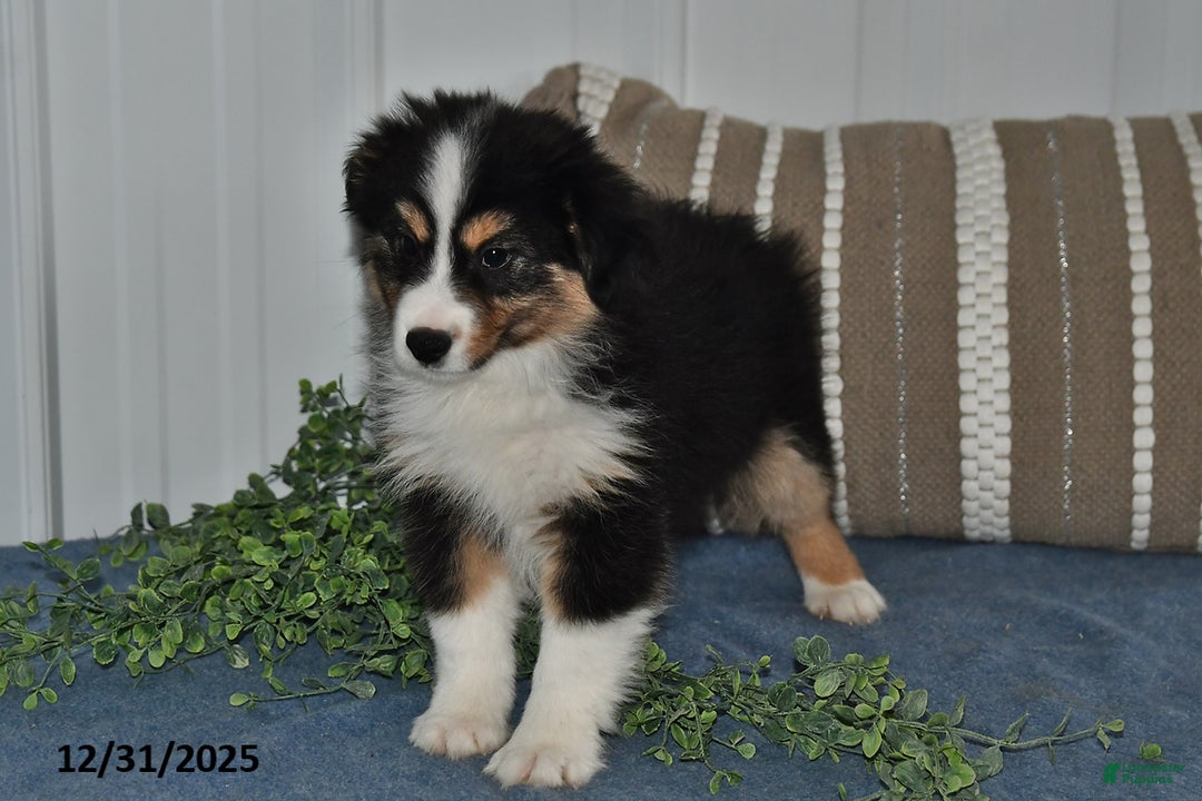 Miniature Australian Shepherd dogs for sale: Buttons - Ad 4