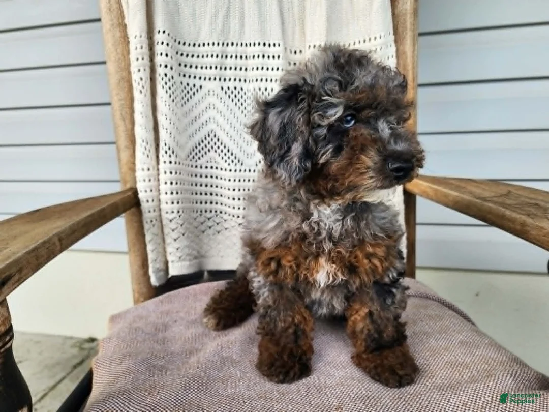 Mini Bernedoodle dogs for sale: Leasha - Ad 2