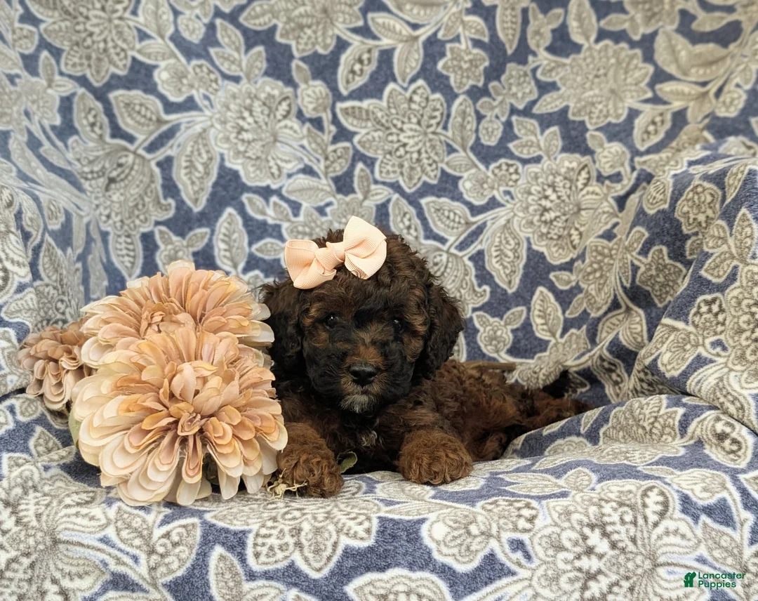 Cockapoo dogs for sale: Faith Hypoallergenic - Ad 5