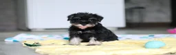 Miniature Schnauzer dogs for sale: Percy - Ad 15