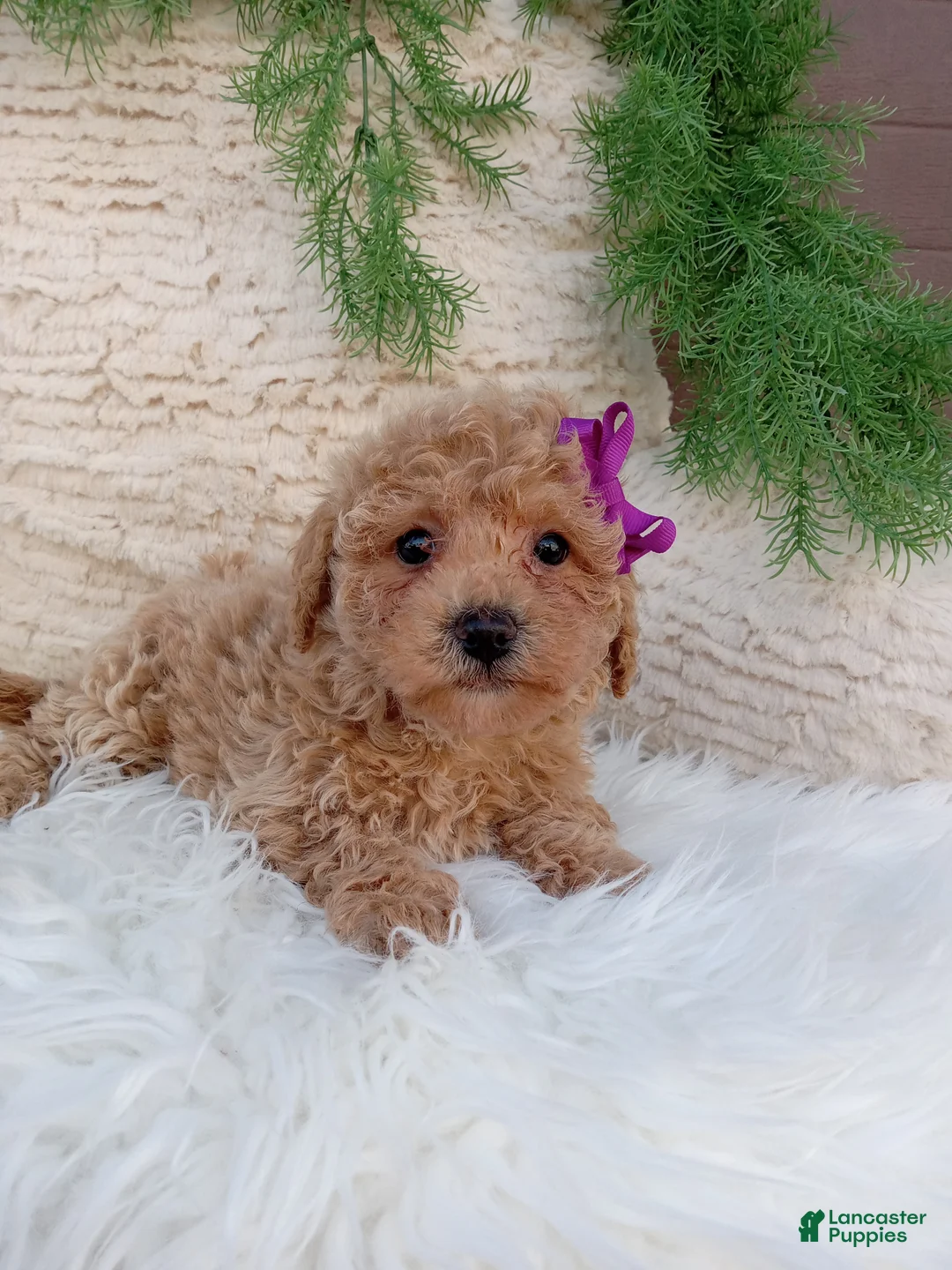 Bichpoo dogs for sale: Jazzy - Ad 4