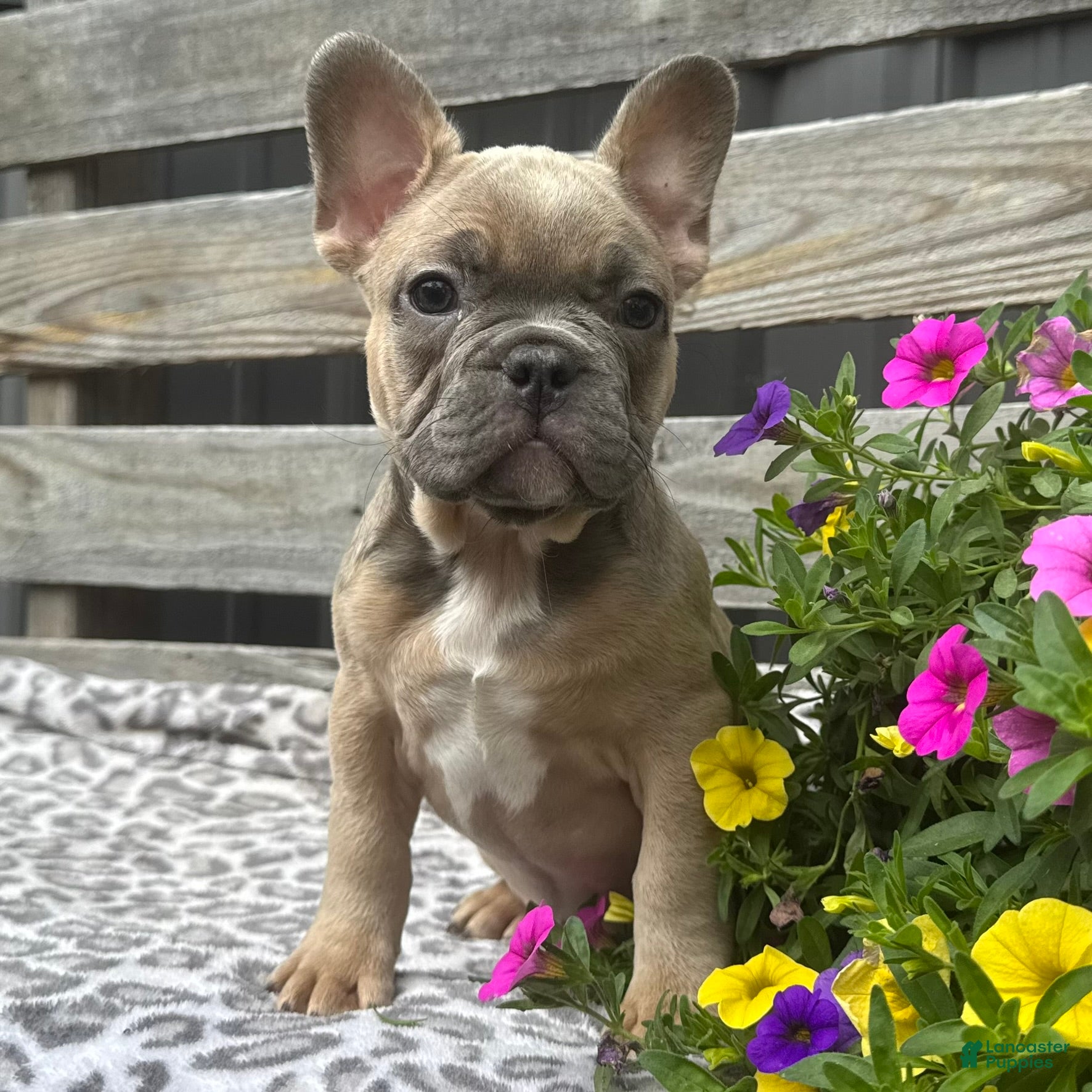 French Bulldog dogs Fancy - Ad 2