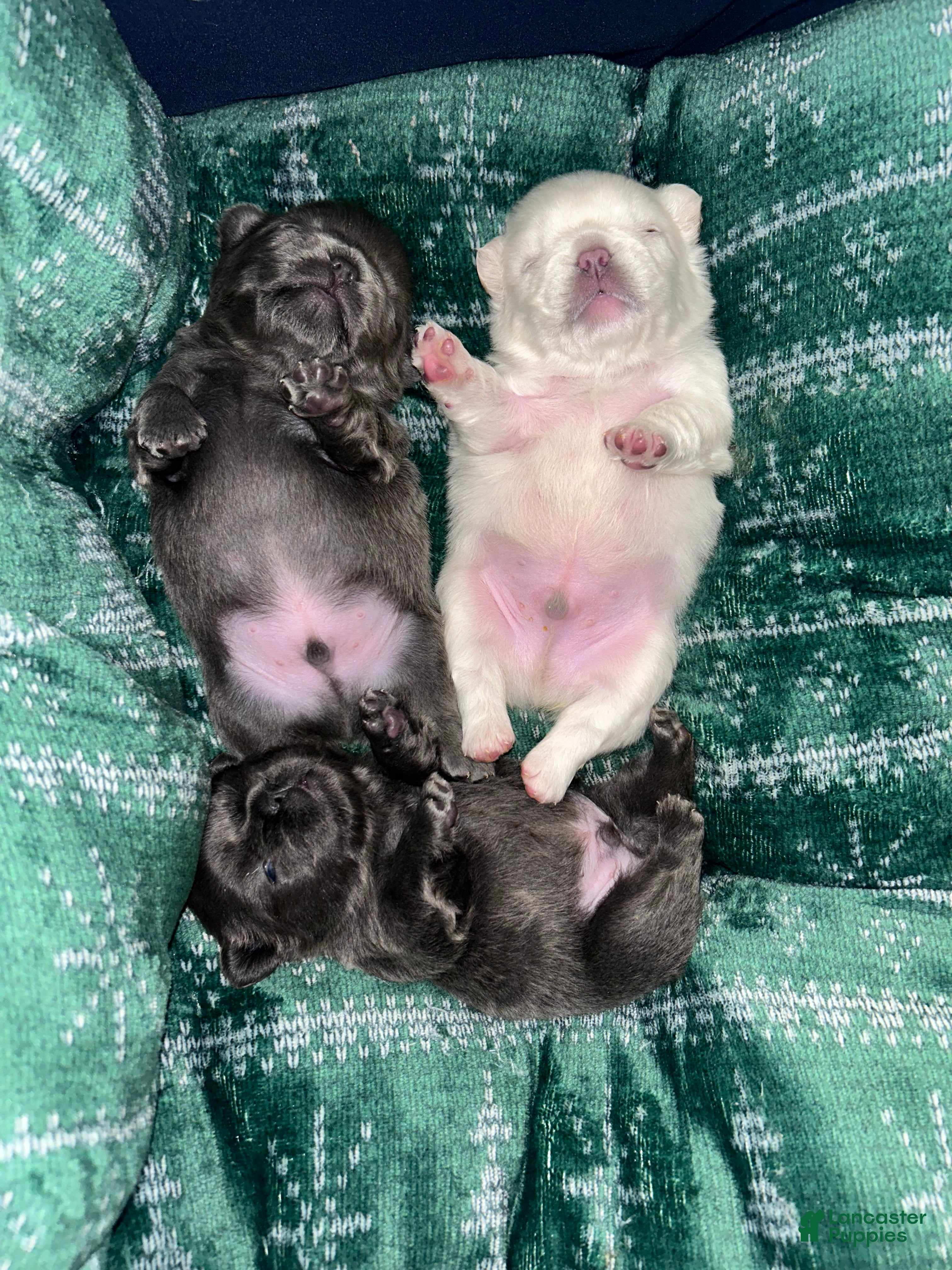 French Bulldog dogs for sale: French Bulldog Puppy 2 - Ad 4